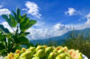 Die „Weiße Feige des Cilento“