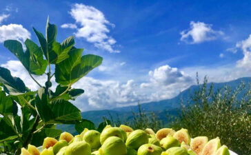 Die „Weiße Feige des Cilento“